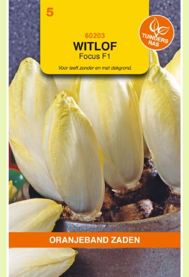 Chicory Witloof Zoom F1 (Cichorium) 1750 seeds
